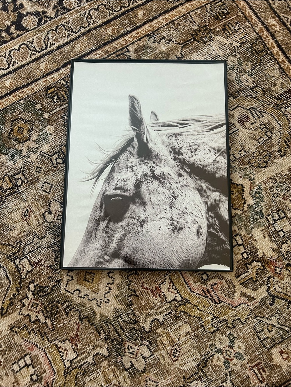 Framed Black & White Horse Portrait